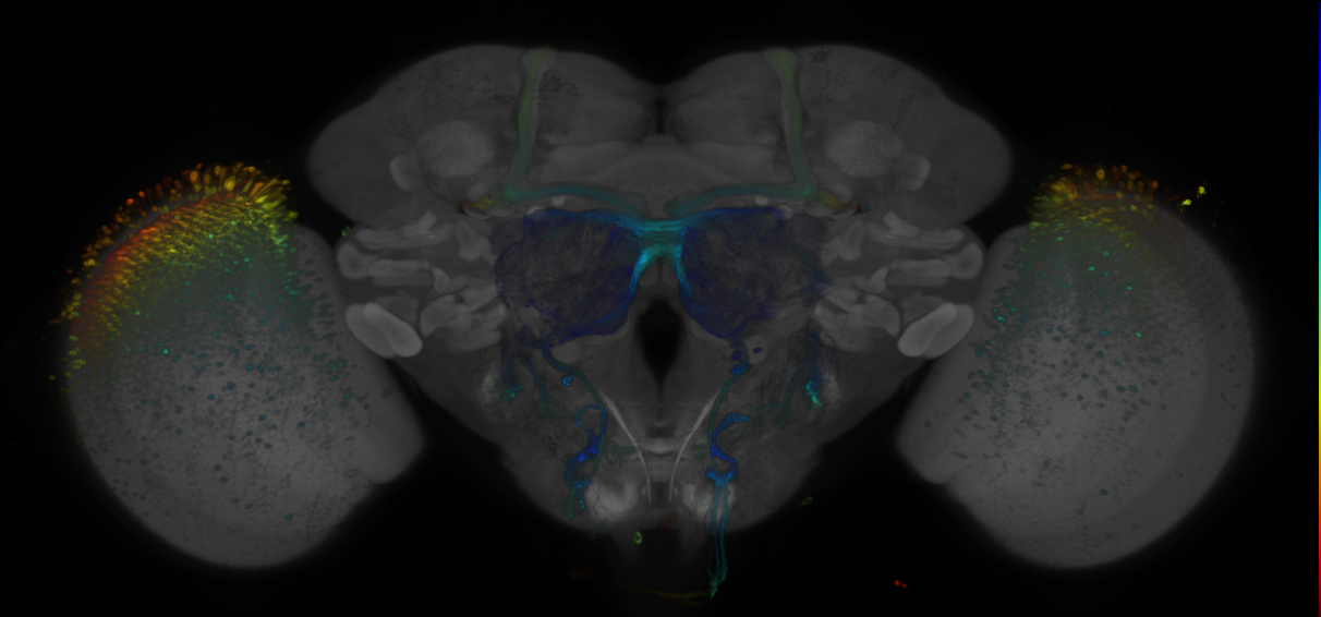 JRC_R81F05 GAL4 in the adult brain