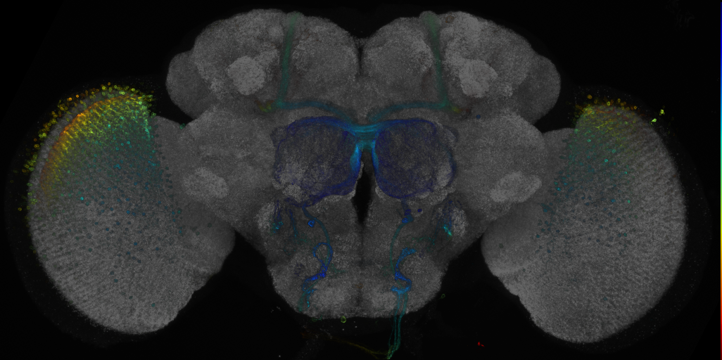 JRC_R81F05 GAL4 in the adult brain