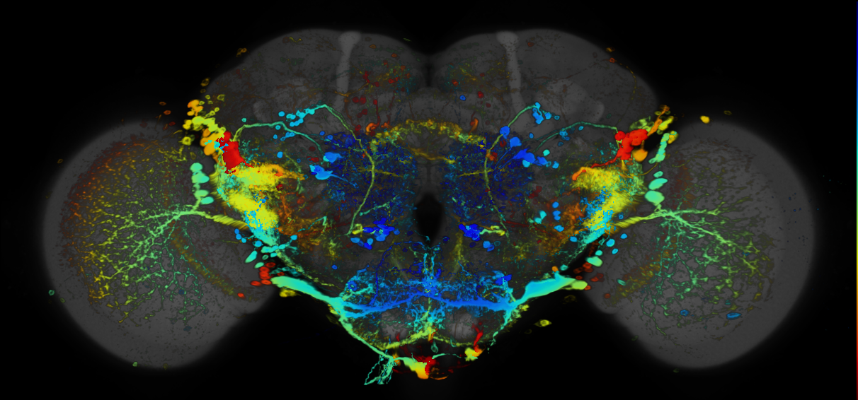 P{GMR34H08-GAL4} expression pattern