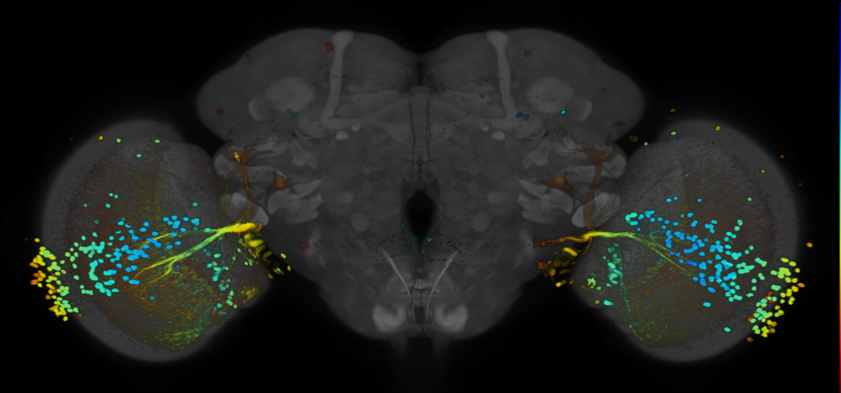 P{GMR39G01-GAL4} expression pattern