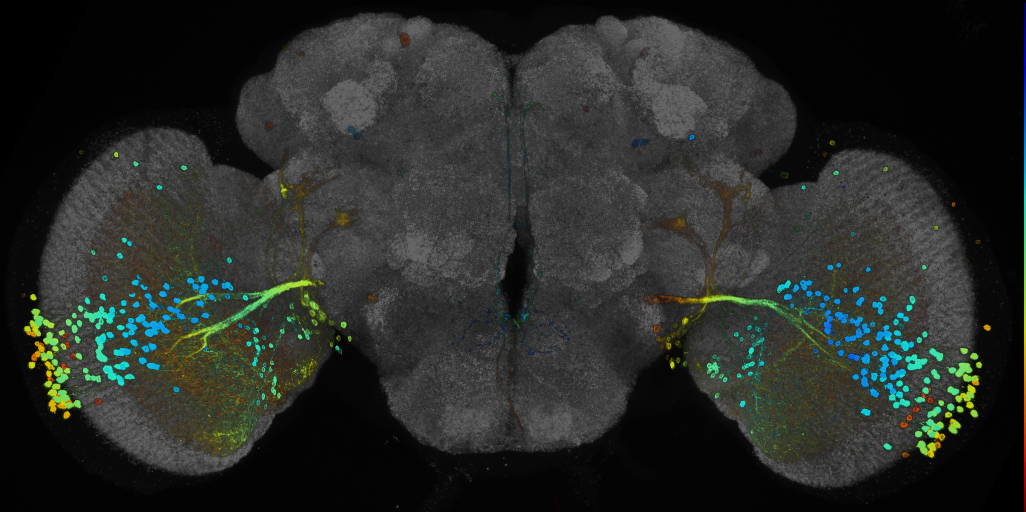 P{GMR39G01-GAL4} expression pattern