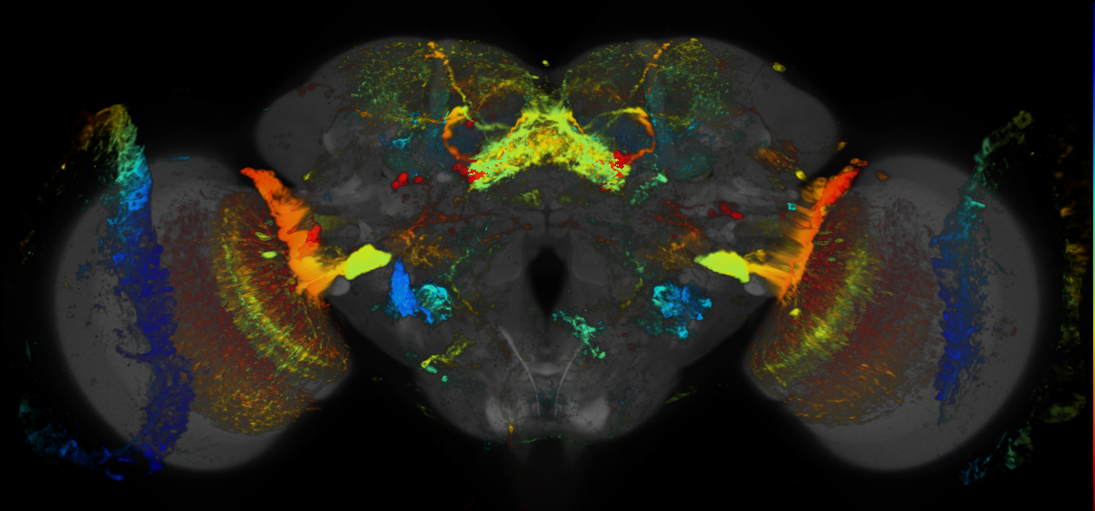 JRC_R75G12 GAL4 in the adult brain