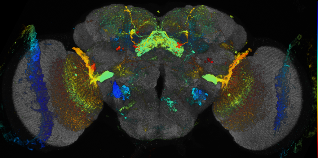 JRC_R75G12 GAL4 in the adult brain
