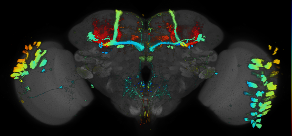 JRC_R20A08 GAL4 in the adult brain