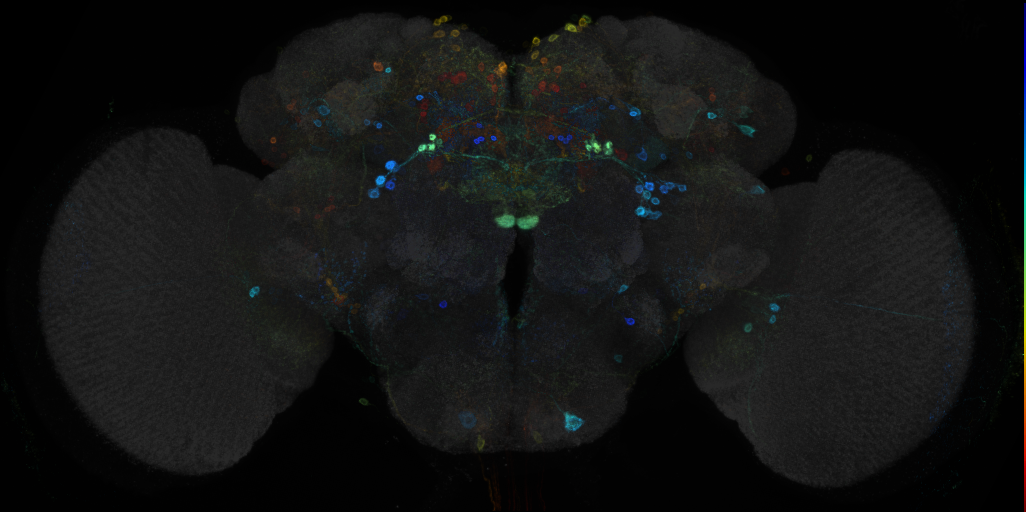 JRC_R82H11 GAL4 in the adult brain