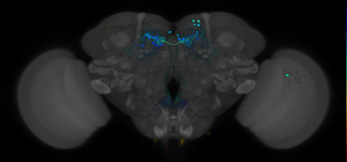 JRC_R45E03 GAL4 in the adult brain