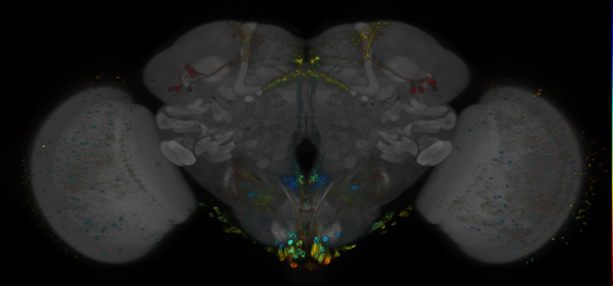 P{GMR71A02-GAL4} expression pattern