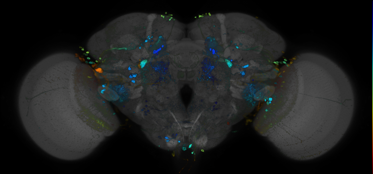 P{GMR89E10-GAL4} expression pattern