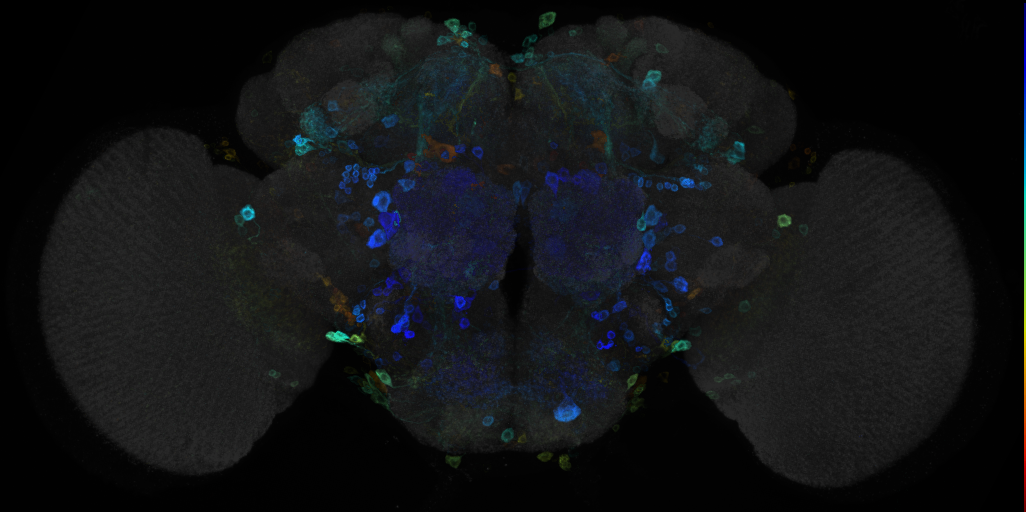 JRC_R23H11 GAL4 in the adult brain