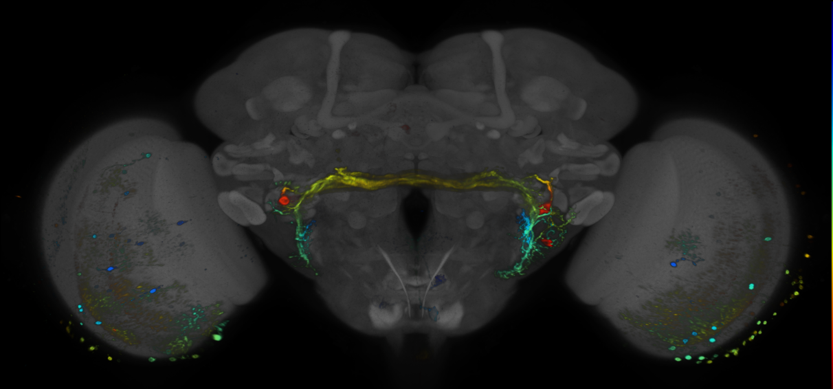JRC_R74E09 GAL4 in the adult brain