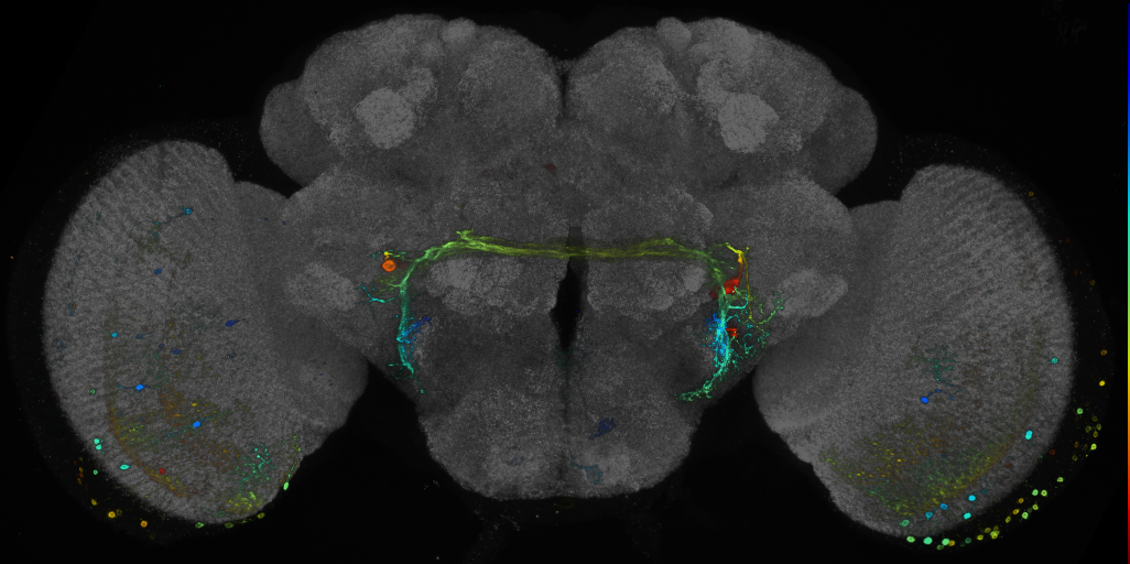 JRC_R74E09 GAL4 in the adult brain