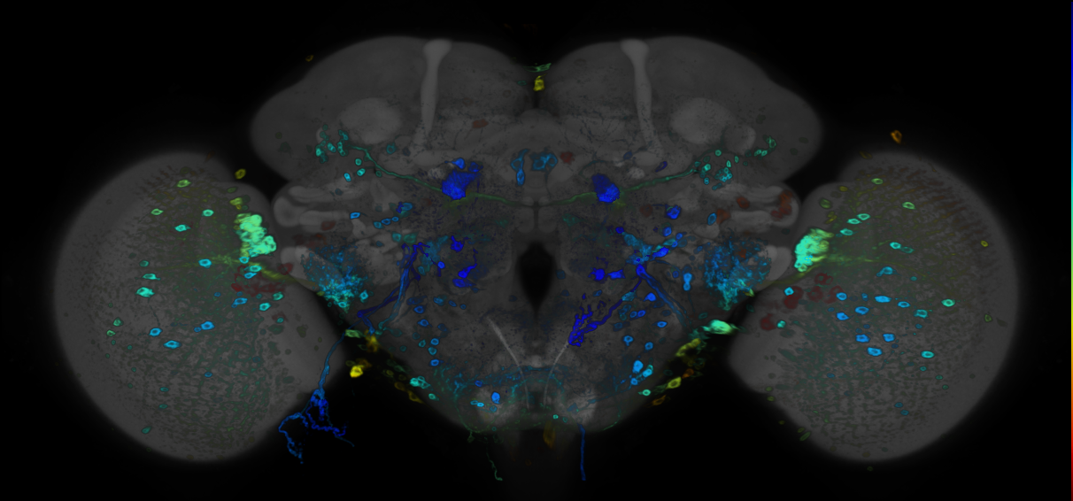 JRC_R71D03 GAL4 in the adult brain