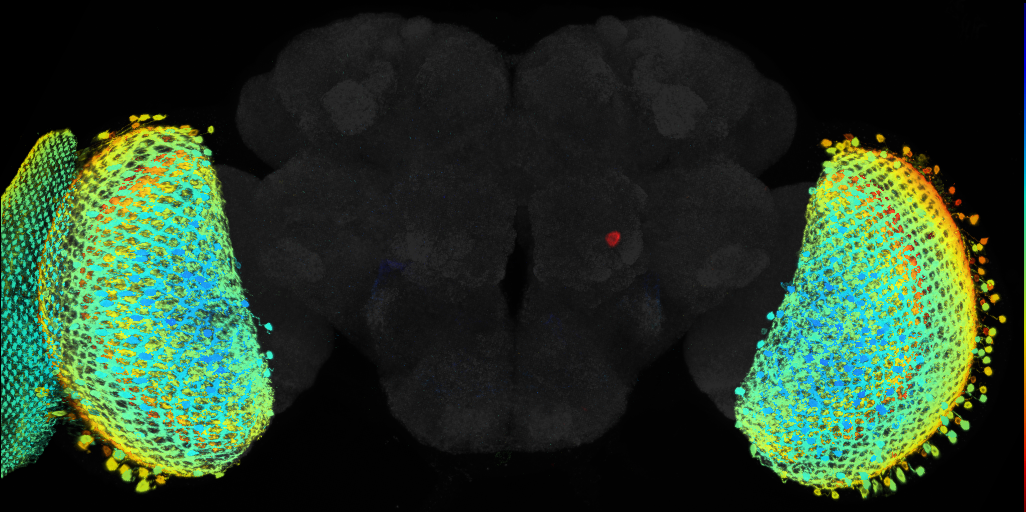 JRC_R11D03 GAL4 in the adult brain