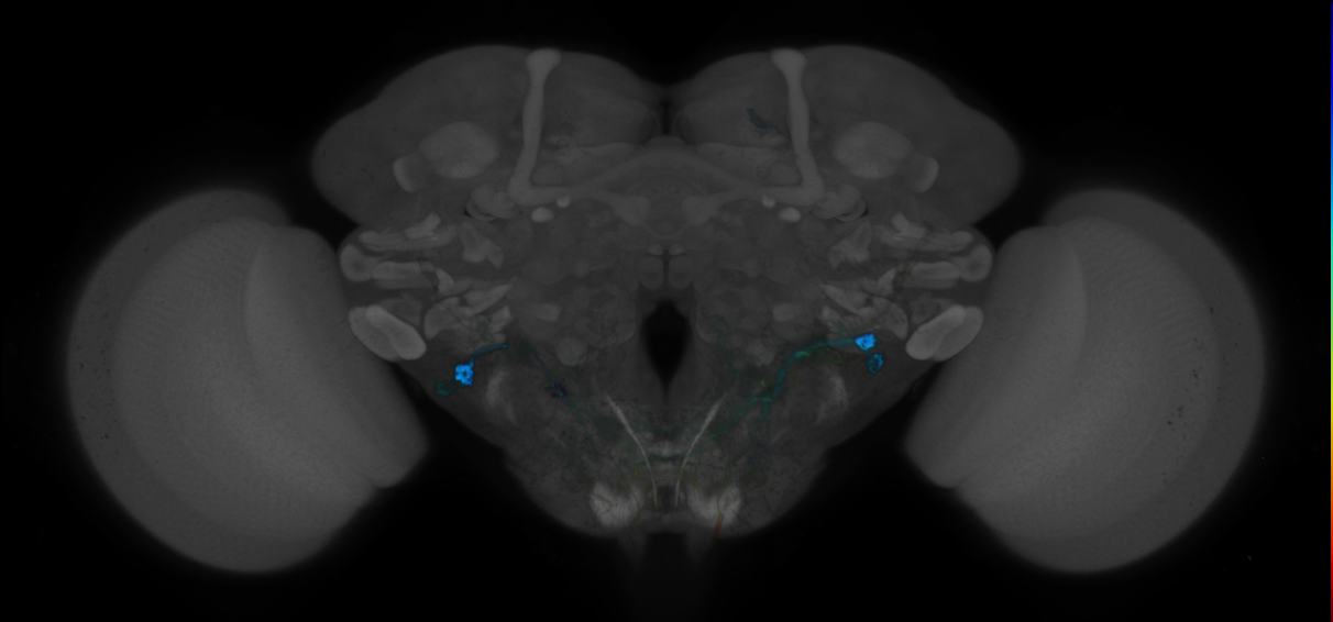 P{GMR38A06-GAL4} expression pattern