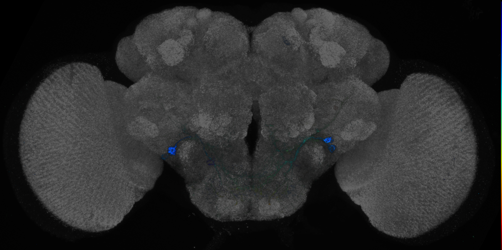 P{GMR38A06-GAL4} expression pattern