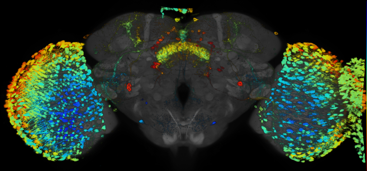 JRC_R38G11 GAL4 in the adult brain