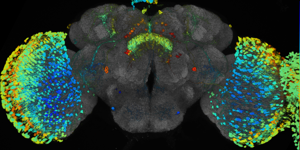 JRC_R38G11 GAL4 in the adult brain