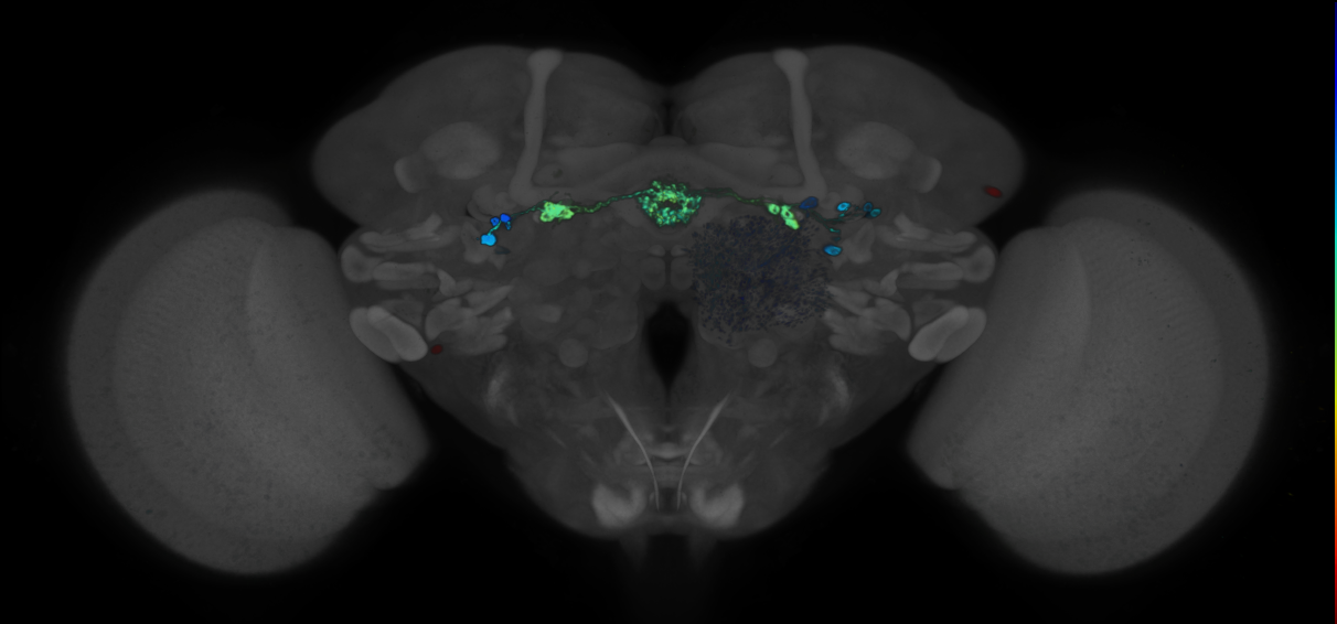 P{GMR29C07-GAL4} expression pattern