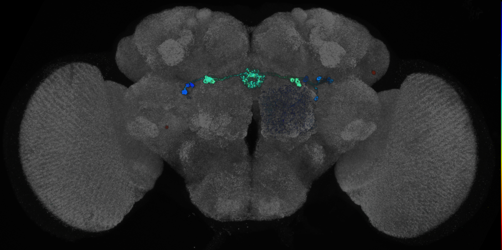 P{GMR29C07-GAL4} expression pattern