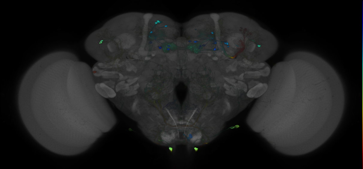 P{GMR88F03-GAL4} expression pattern