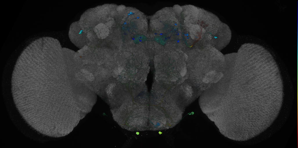P{GMR88F03-GAL4} expression pattern