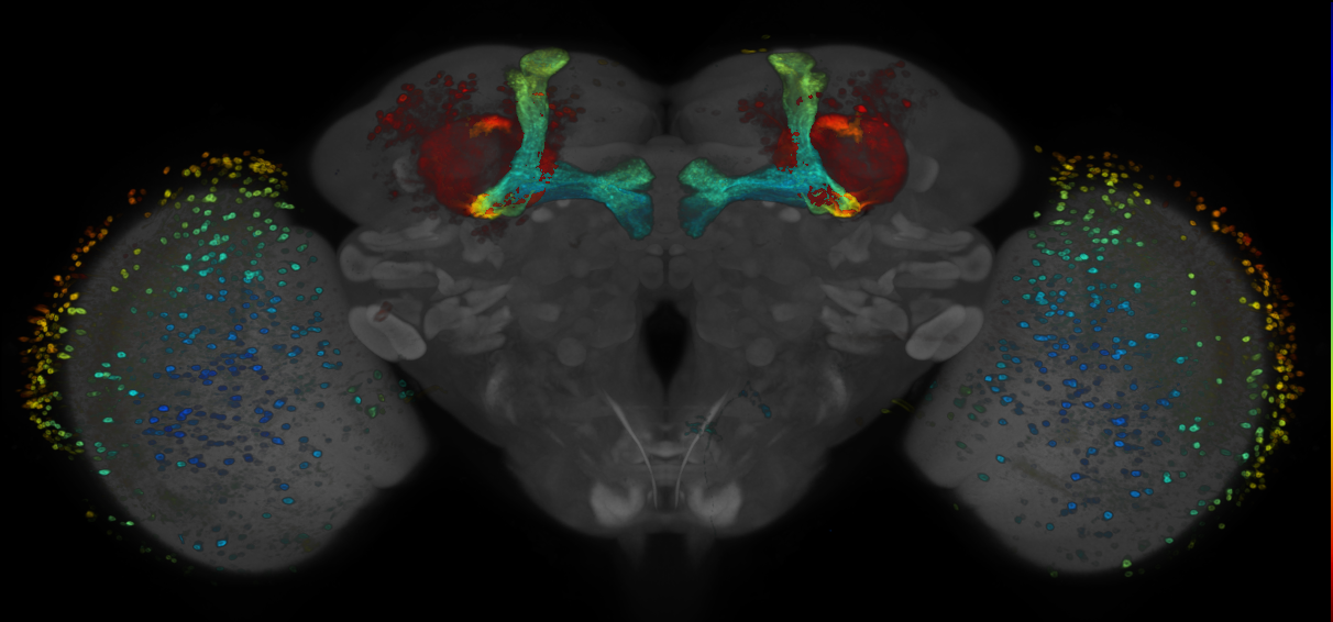 P{GMR73C02-GAL4} expression pattern