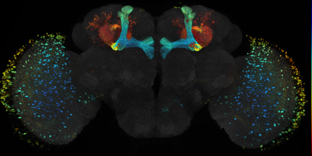 JRC_R73C02 GAL4 in the adult brain