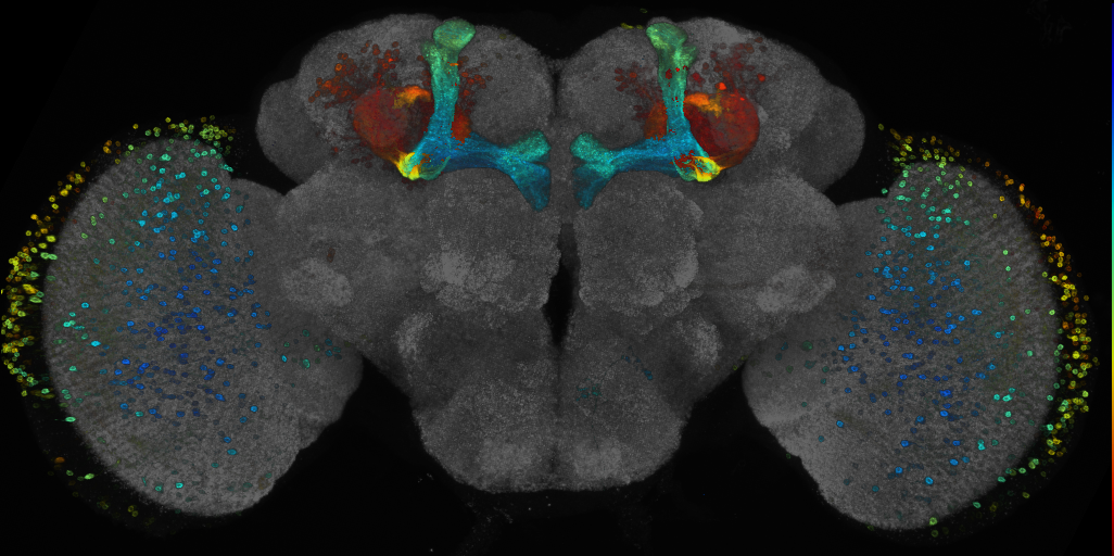 P{GMR73C02-GAL4} expression pattern
