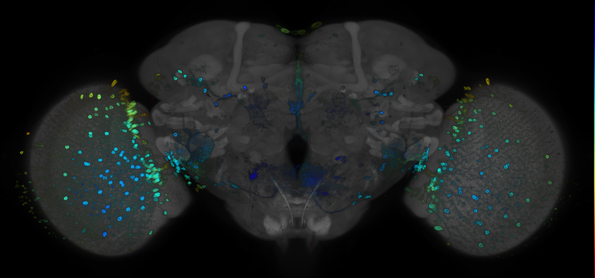 P{GMR70A08-GAL4} expression pattern