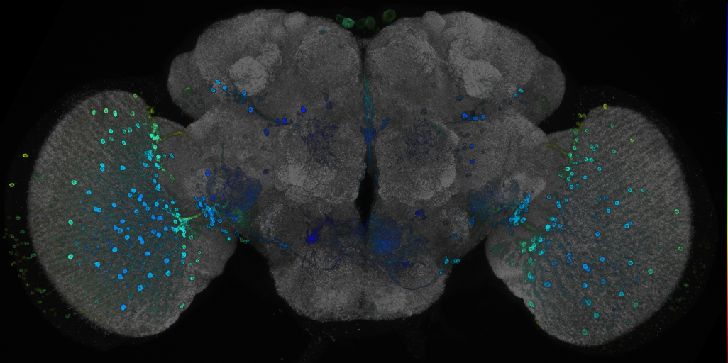 P{GMR70A08-GAL4} expression pattern