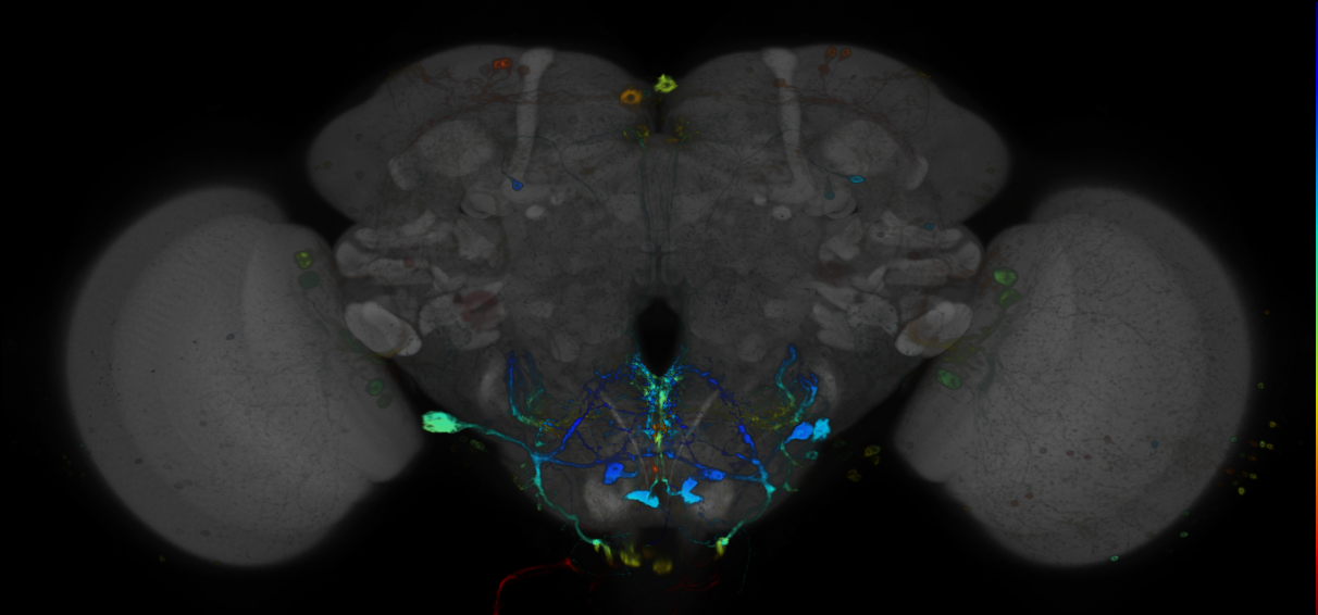 JRC_R93D01 GAL4 in the adult brain