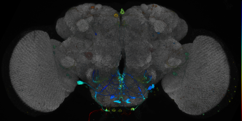 JRC_R93D01 GAL4 in the adult brain