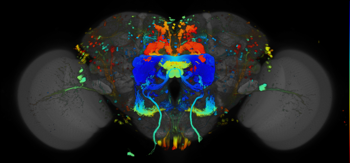 P{GMR73D06-GAL4} expression pattern