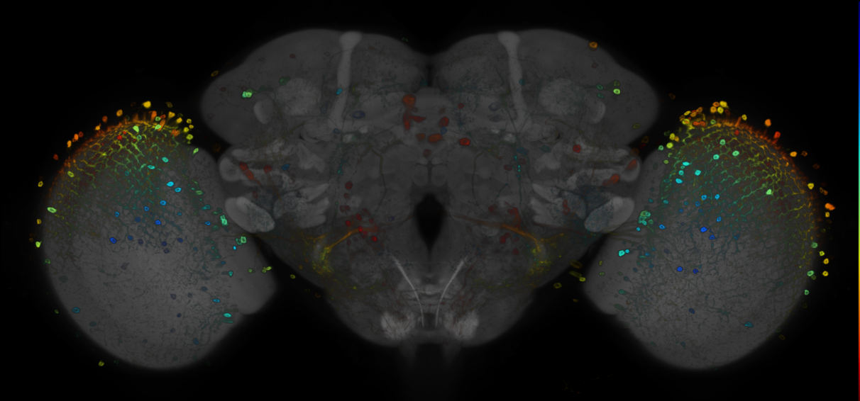 P{GMR25B03-GAL4} expression pattern