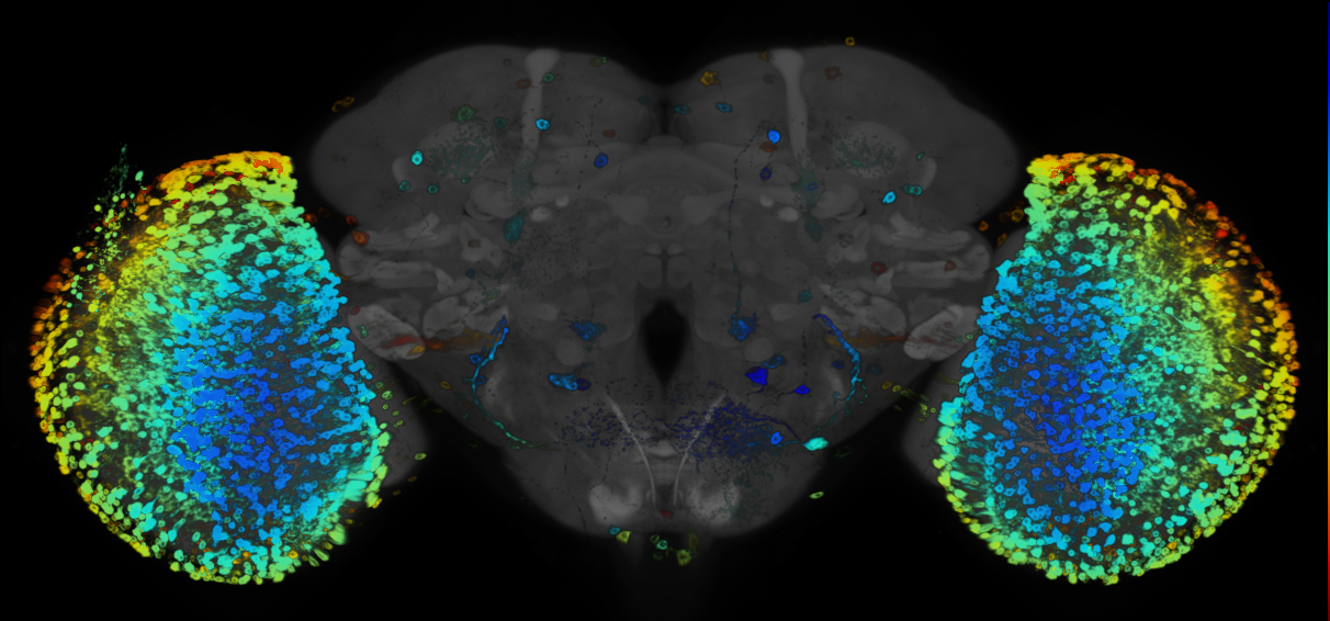 P{GMR84F05-GAL4} expression pattern