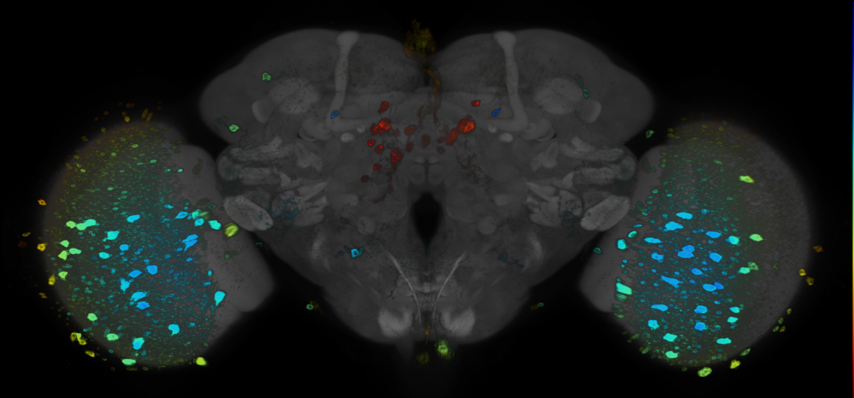 JRC_R59B05 GAL4 in the adult brain