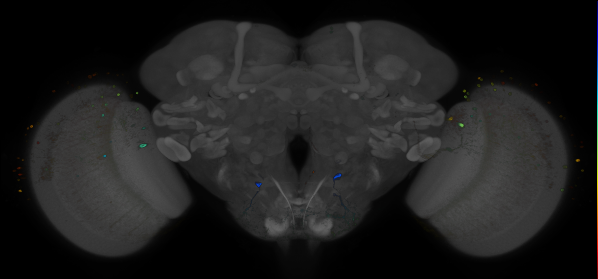 P{GMR13B02-GAL4} expression pattern