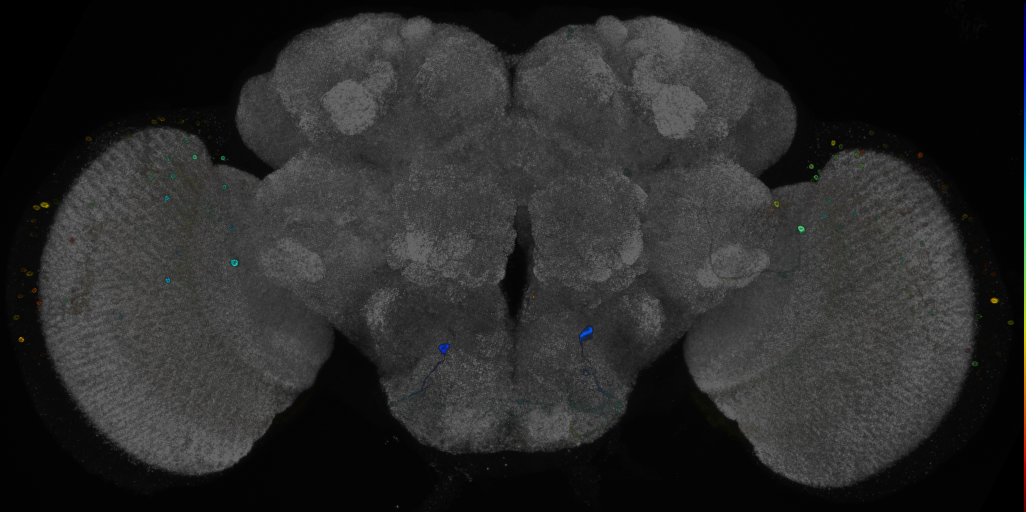 P{GMR13B02-GAL4} expression pattern