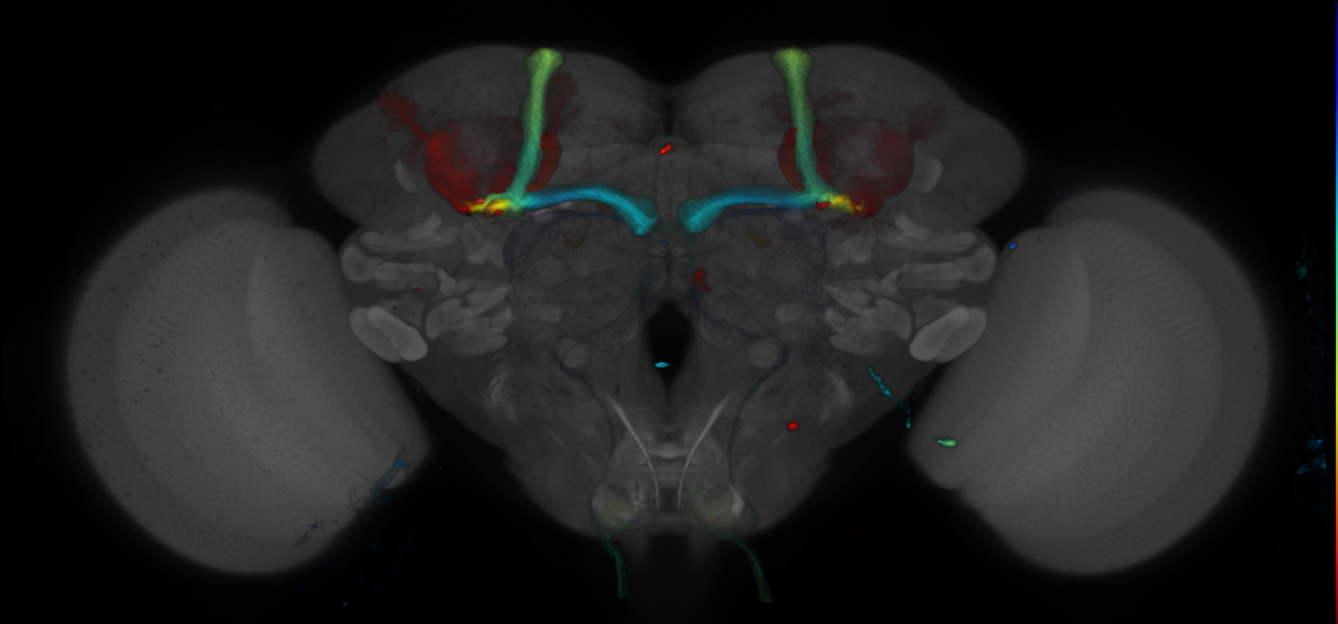 P{GMR11H01-GAL4} expression pattern
