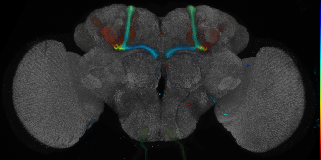 P{GMR11H01-GAL4} expression pattern