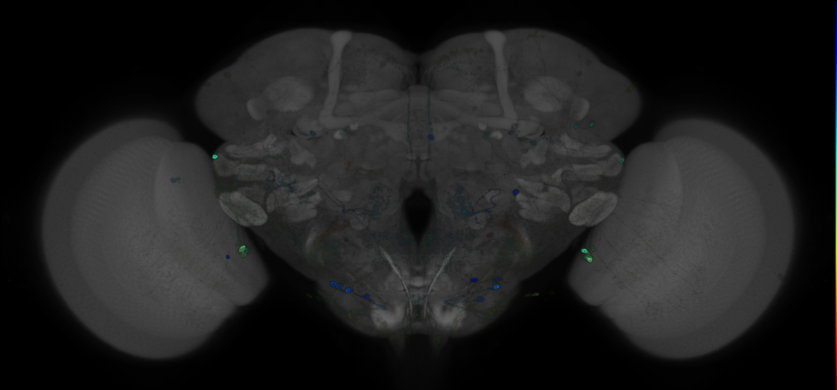 P{GMR89B09-GAL4} expression pattern