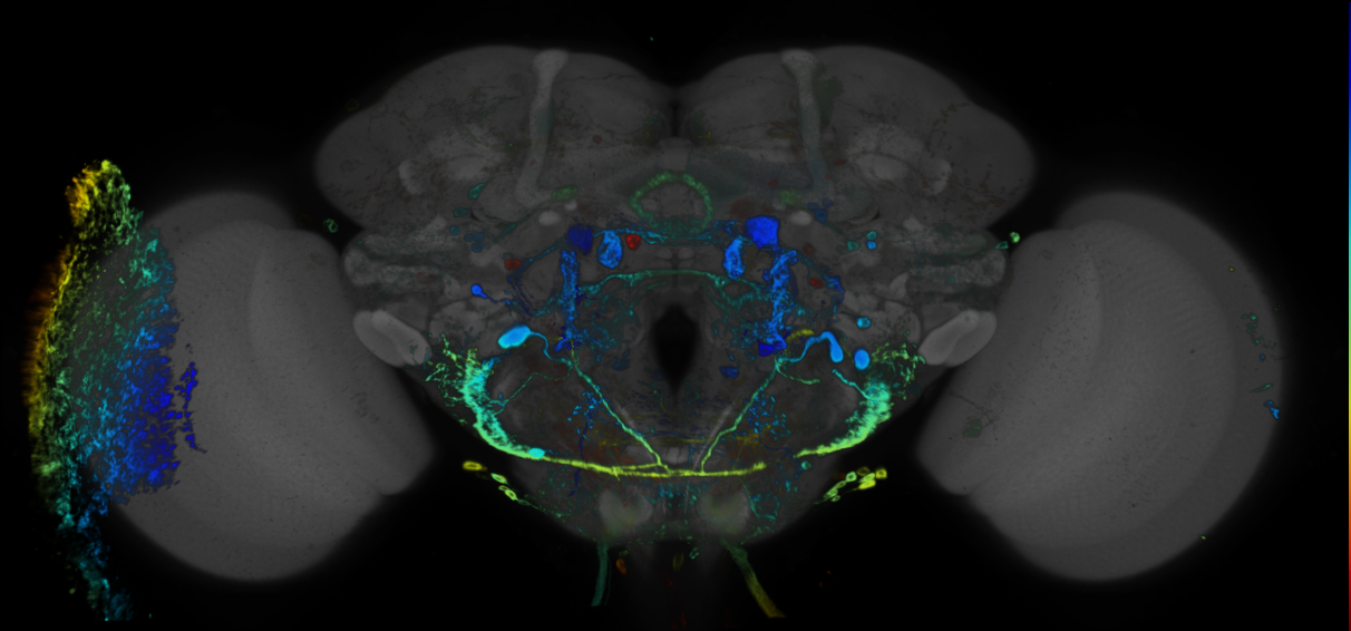 JRC_R38B04 GAL4 in the adult brain