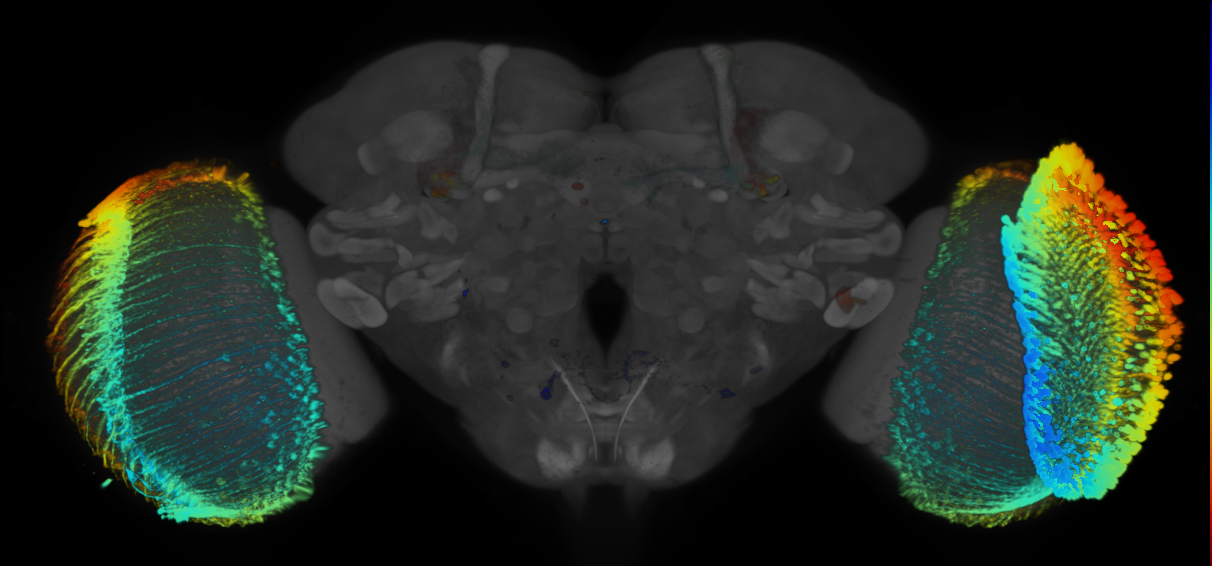 JRC_R94D05 GAL4 in the adult brain