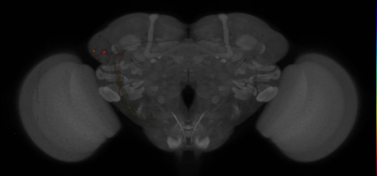 P{GMR43C07-GAL4} expression pattern