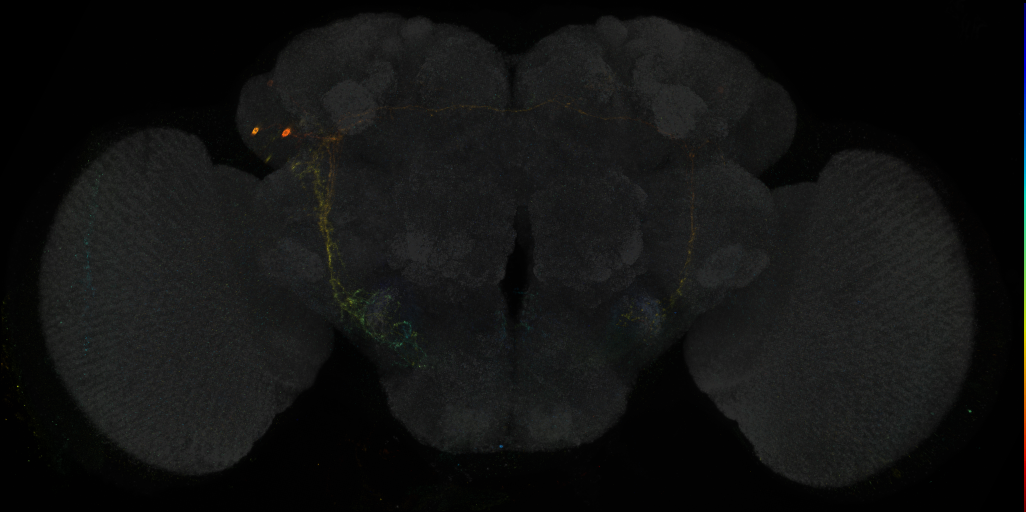 JRC_R43C07 GAL4 in the adult brain