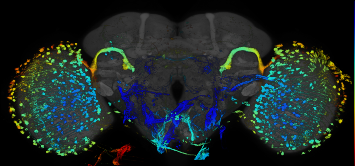 JRC_R48H05 GAL4 in the adult brain