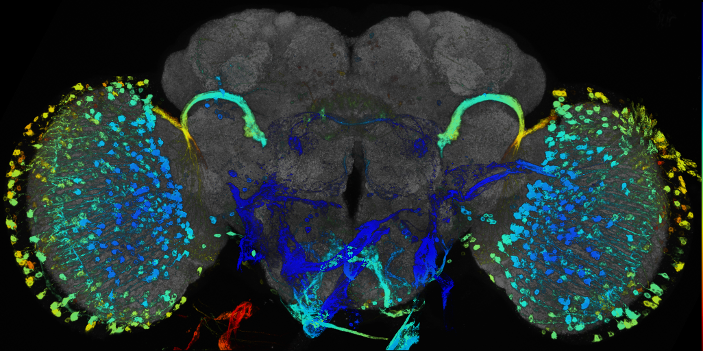 JRC_R48H05 GAL4 in the adult brain