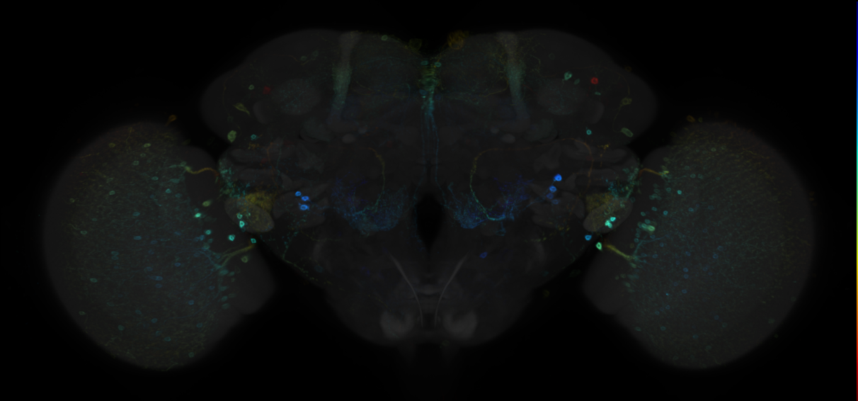 JRC_R84E08 GAL4 in the adult brain