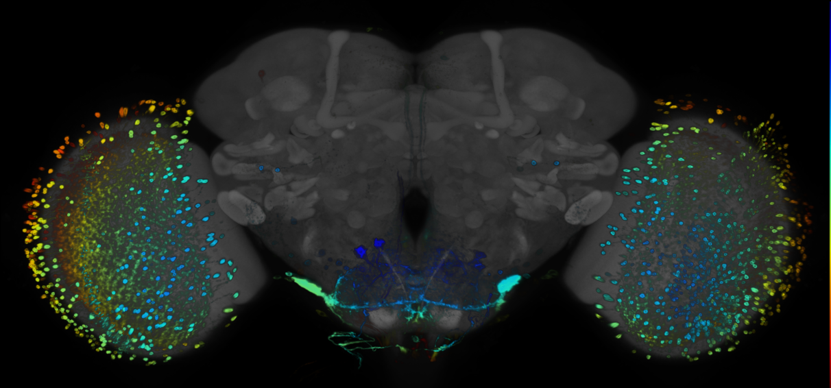 JRC_R24F06 GAL4 in the adult brain