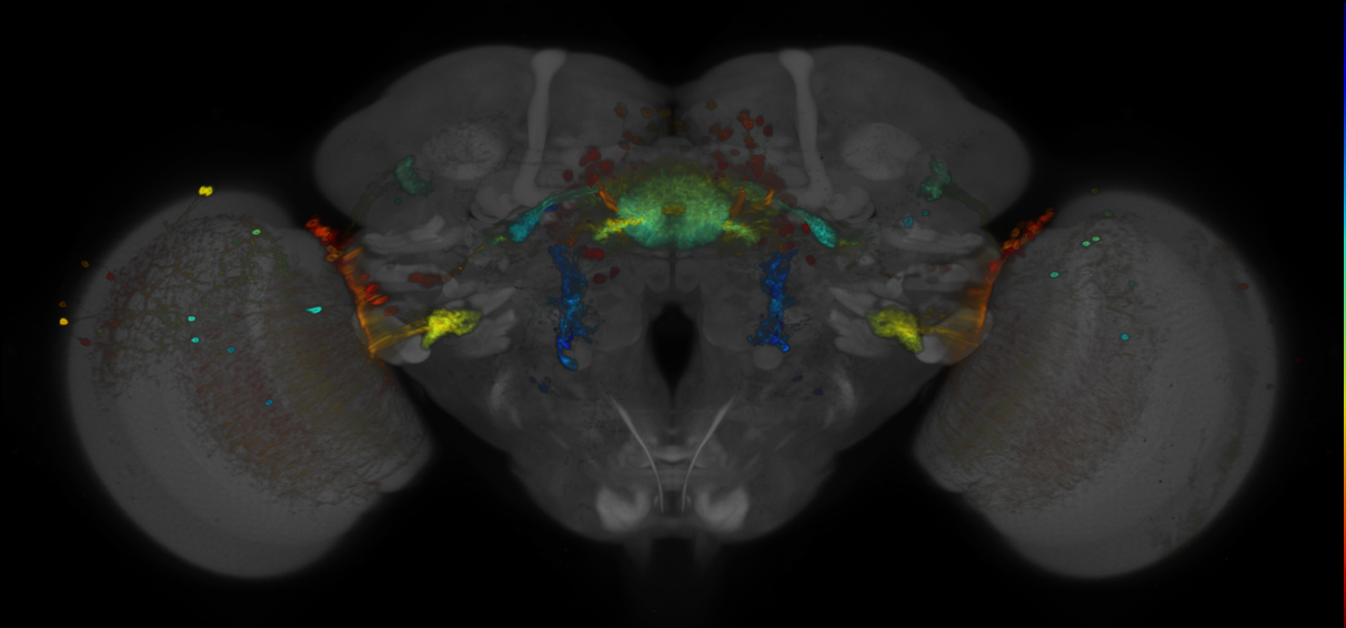 JRC_R19G02 GAL4 in the adult brain